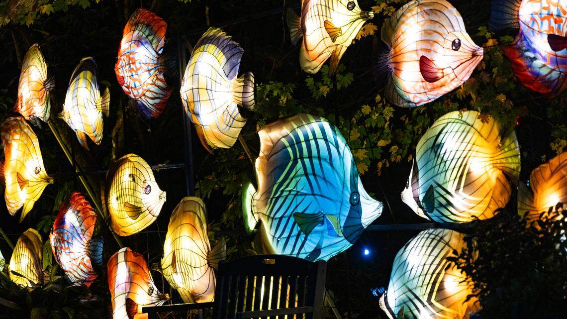 The Riverbanks Zoo and Garden shows a preview of Wild Lights on Thursday, November 14, 2024. The handmade lanterns in the shape of animals, real and fantasy, are on display until January 12. 
