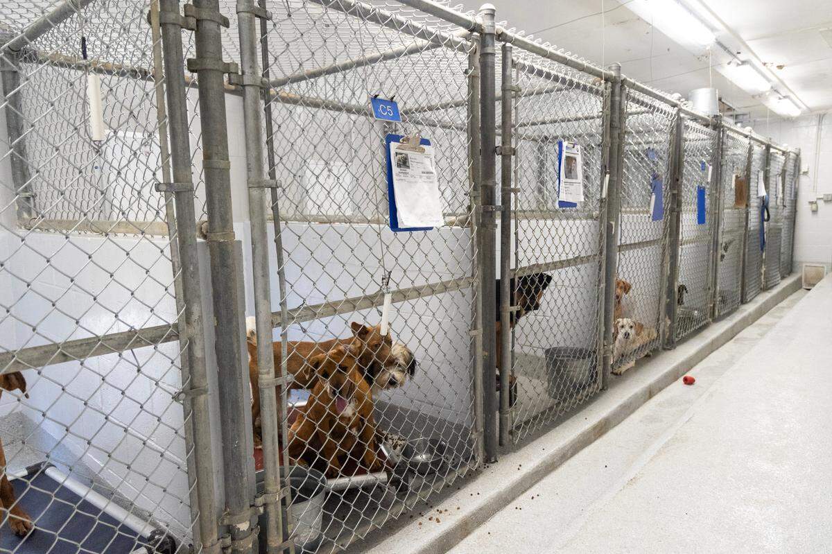 Lexington County Animal Services on Thursday, October 10, 2024.
