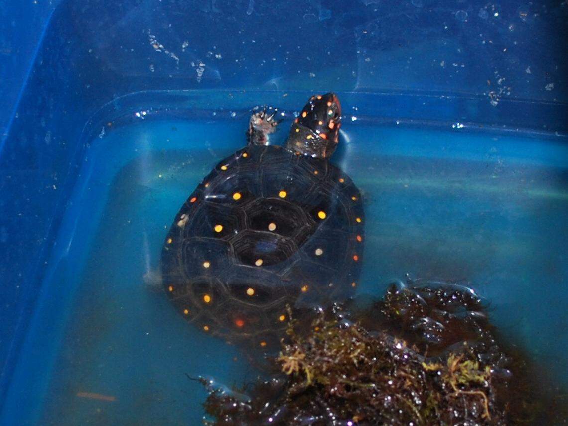 Rare spotted turtles found in a holding pool at a suspected wildlife traffickers property in South Carolina.