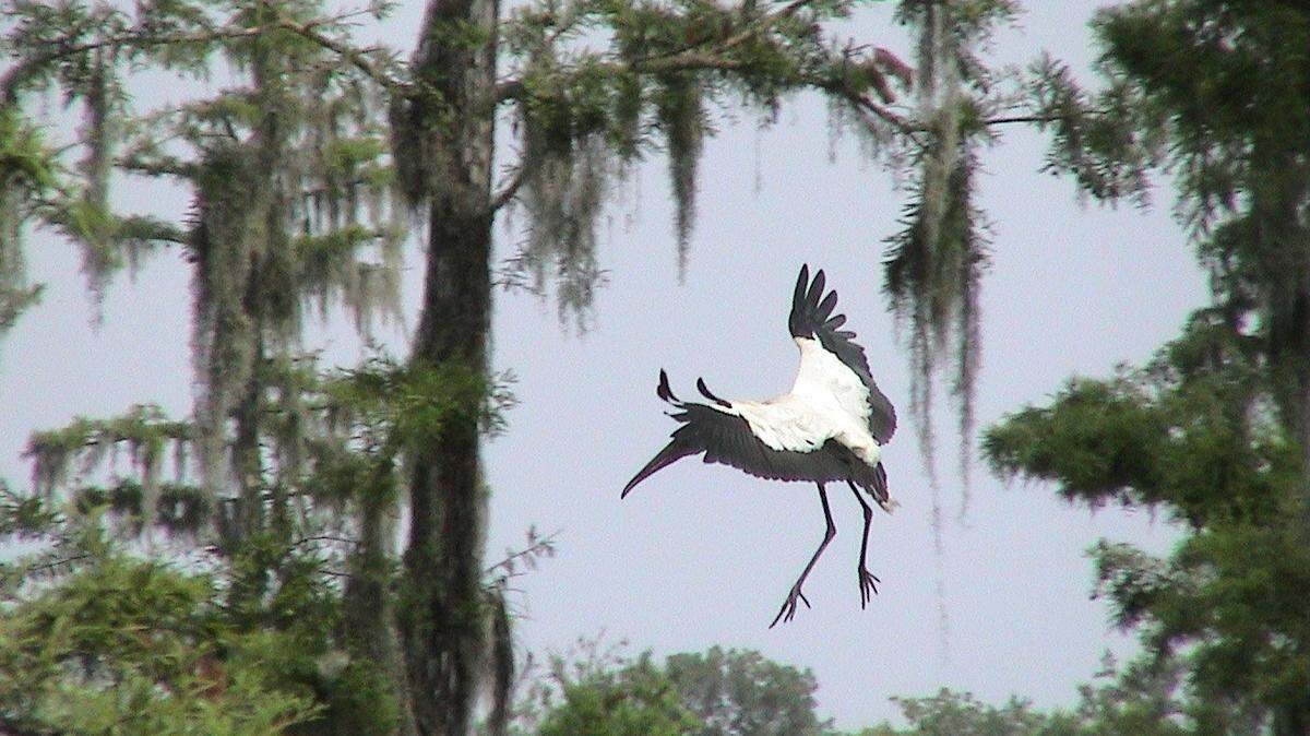 Wood storks inhabit the Lowcountry of South Carolina. Their numbers have increased after being placed on the federal Endangered Species Act list some 40 years ago.