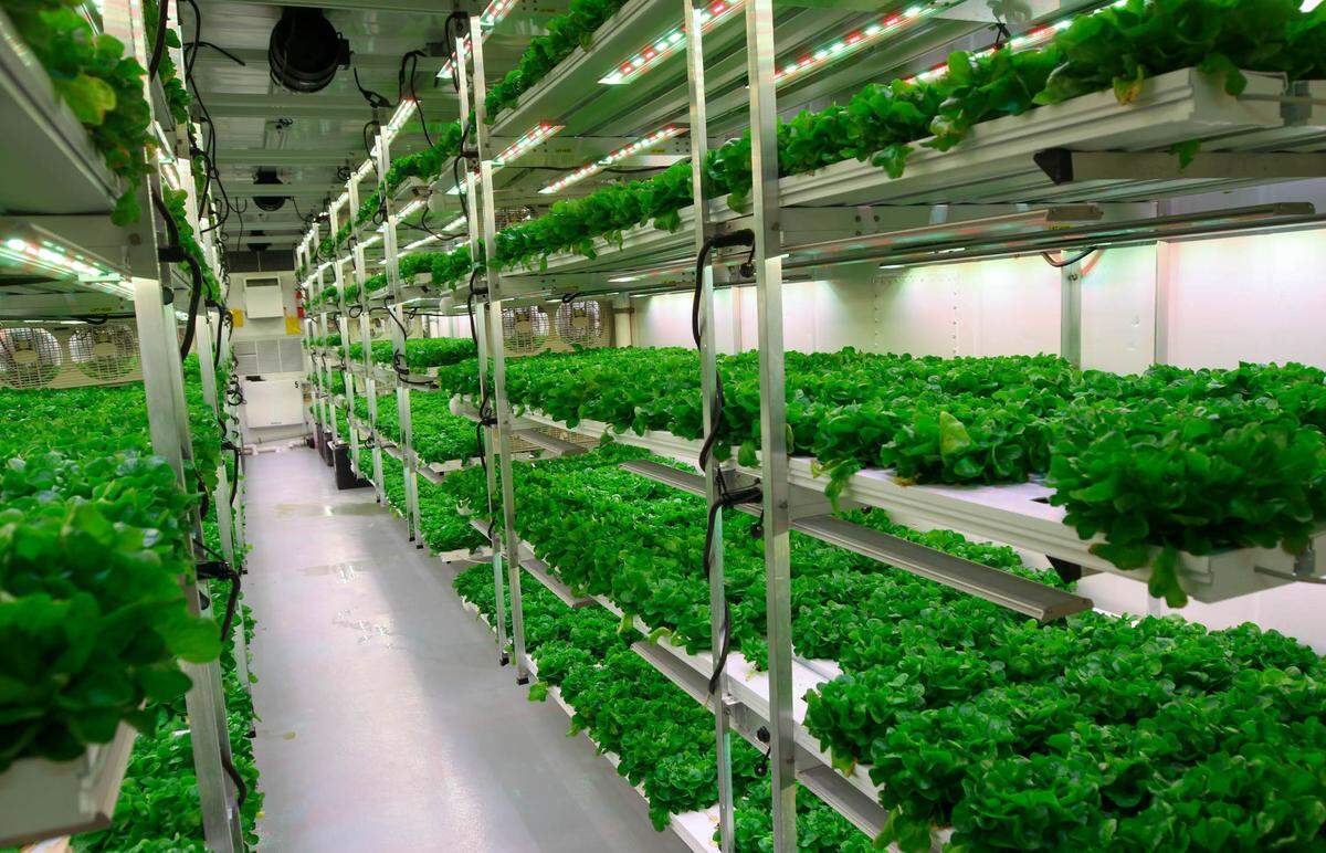 Vertical Roots, at the S.C. Farmer’s Market, is the largest hydroponic container farm in the country. They grow and package lettuce varieties.