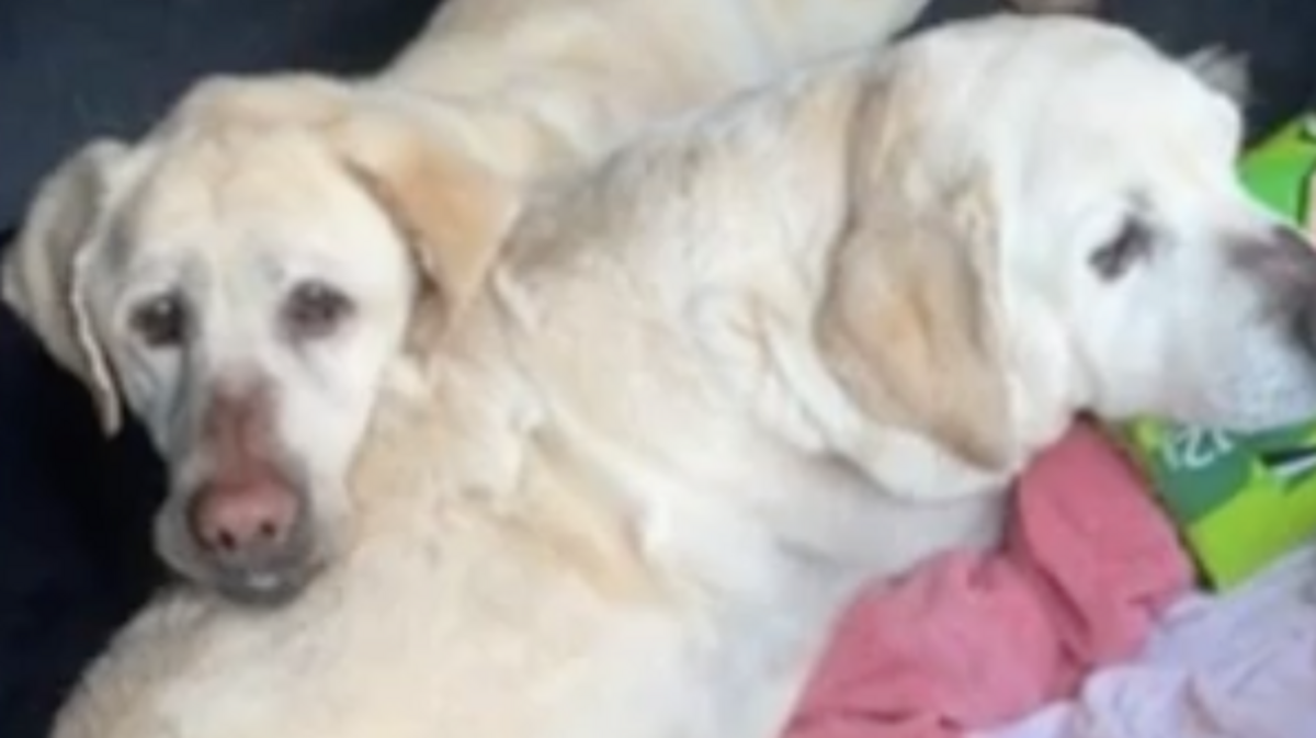 Macaroni and Cheese, labs dumped from a truck, have heart worms, and Cheese, the female, was hit by the truck and siffered a broken leg.
