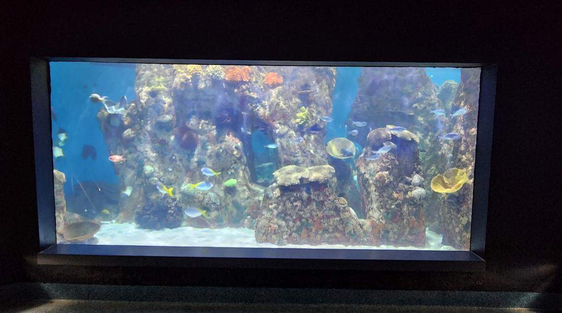 The Darnall W. and Susan F. Boyd Aquarium & Reptile Conservation Center at Riverbanks Zoo will open March 2.