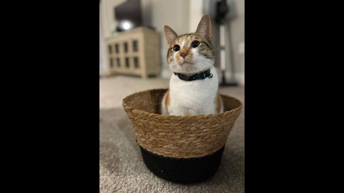 Waffles, a calico from Market Common, was voted the cutest cat in the Myrtle Beach area by The Sun News subscribers.