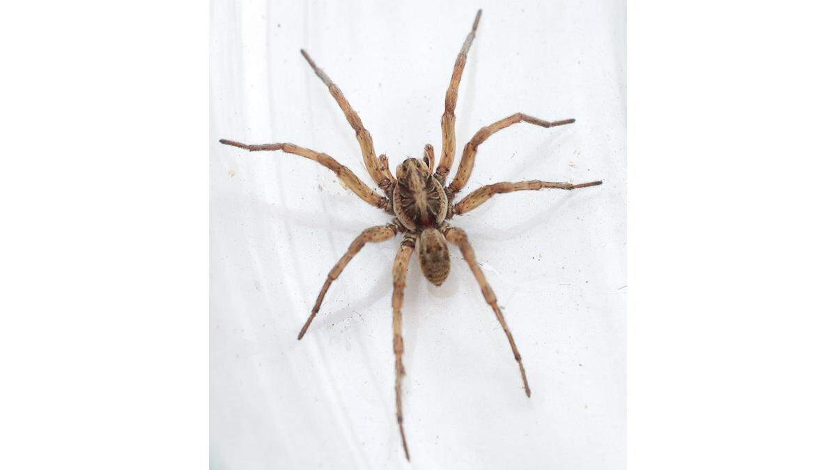 The Carolina wolf spider, Hogna carolinensis