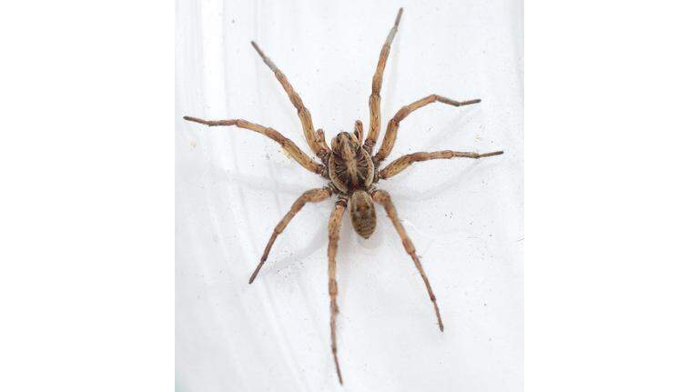 SC one of few states with official spider and it hunts its prey. Is it dangerous to you?