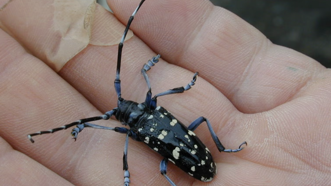 Time to check your trees to see if this invasive pest in SC is killing them. Here’s what USDA says