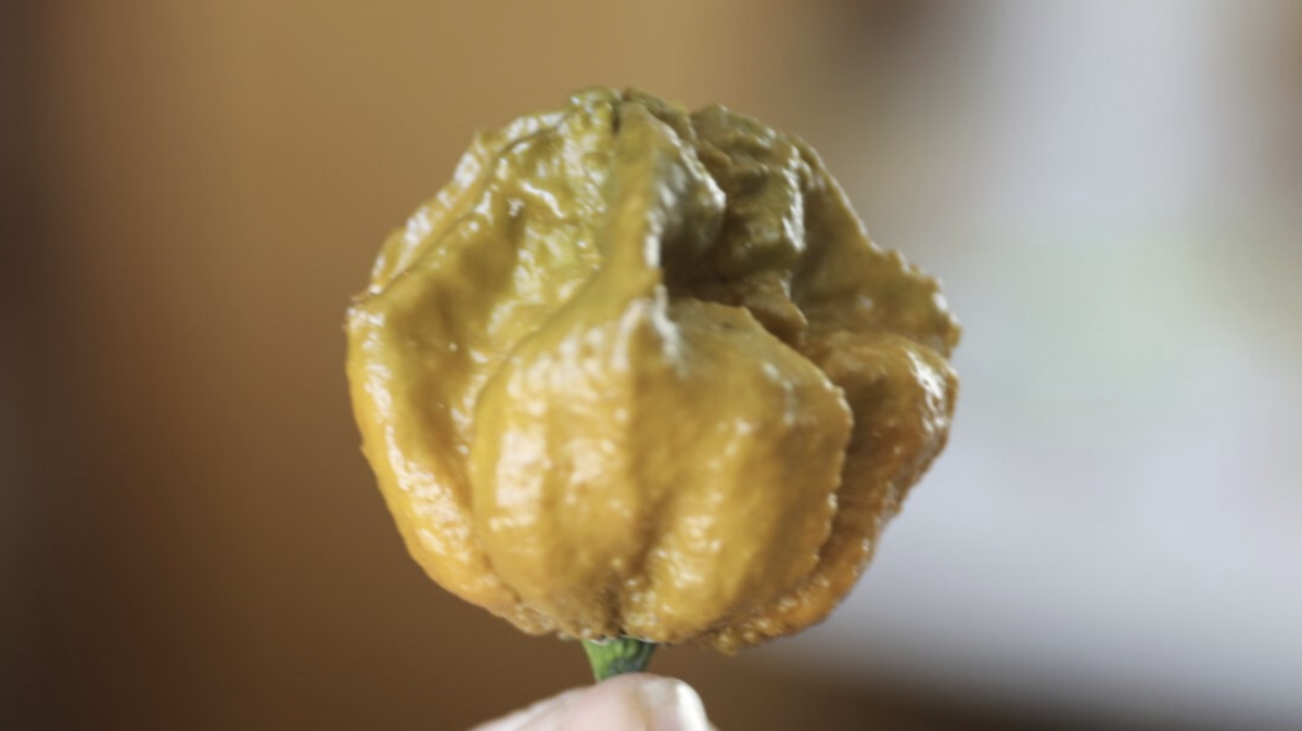 Pepper X is the world hottest chili pepper.