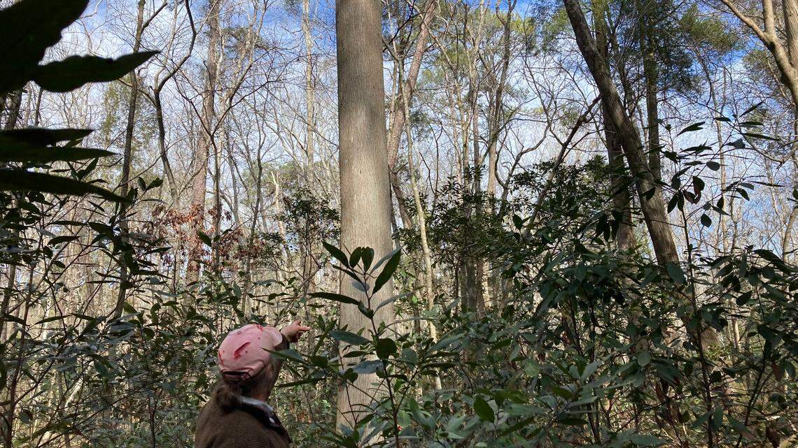 Hundreds of acres are to be added to the Congaree Creek Heritage Preserve in Cayce.