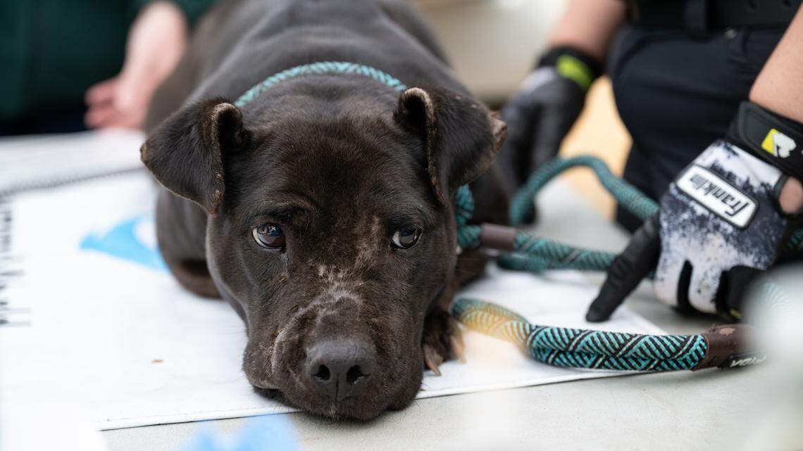 SC deputy and 3 others charged in dogfighting probe. 34 dogs rescued, SLED says