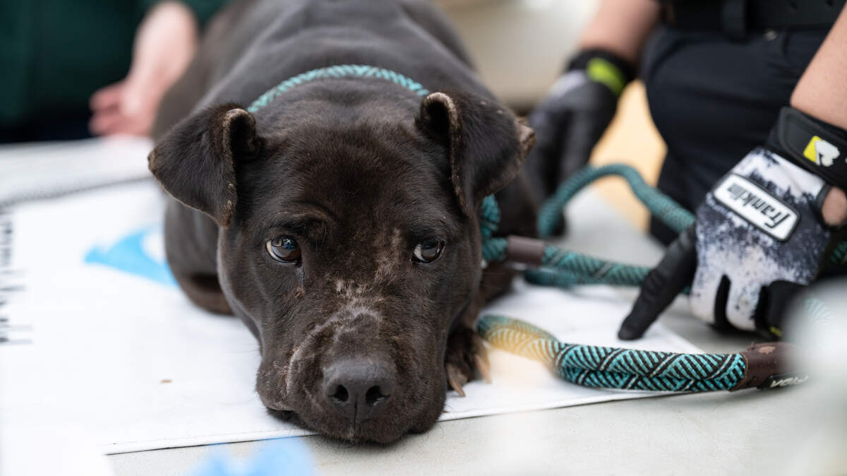 SLED and Humane World for Animals rescue one of 34 dogs across two properties in Calhoun County, April 28, 2026, following search and seizure warrants connected to dogfighting.