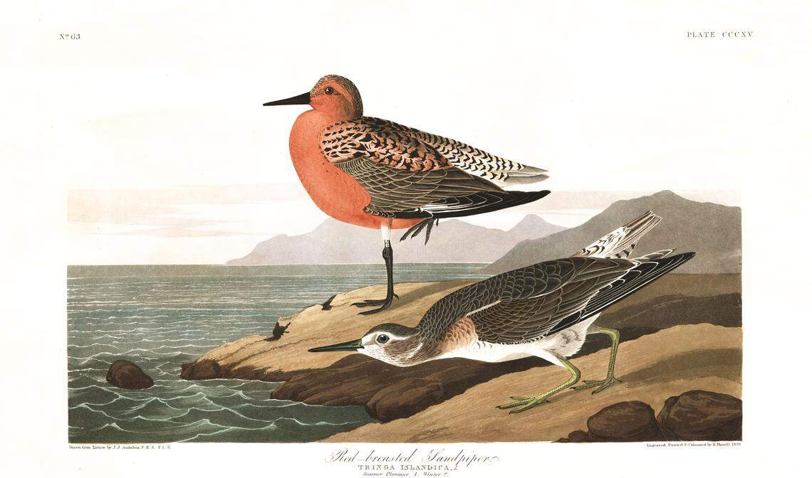 John Audubon, the famous 19th century ornithologist, wrote that the red knot was “quite abundant in South Carolina, in its autumn and spring migrations.”