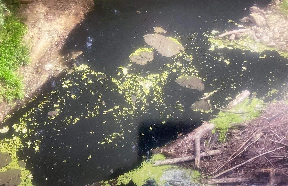 The water in this Saluda County stream turned black and stinky in the late spring of 2023. As of August 2023, it was covered with green scum. State officials have asked questions of a dog food plant upstream.