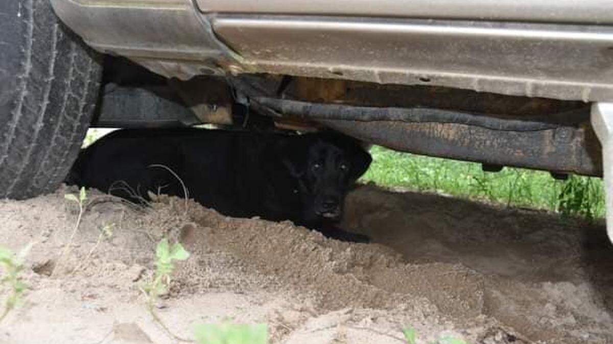 A number of dogs and a horse were seized by the Richland County Sheriff’s Department after a dead animal was found by the road.