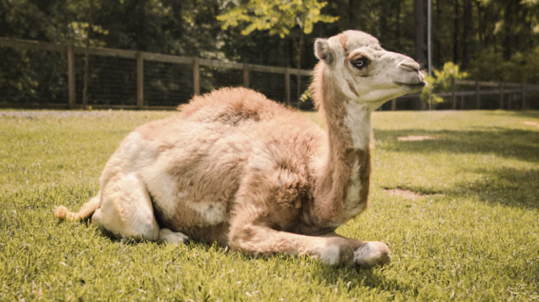 Stay at this SC Airbnb and play with baby goats, a camel, a mini horse and more. Take a look