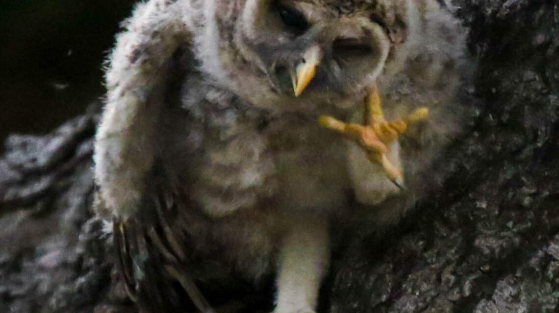 Melrose Heights neighbors adopt a family of owls as their “mascots”
