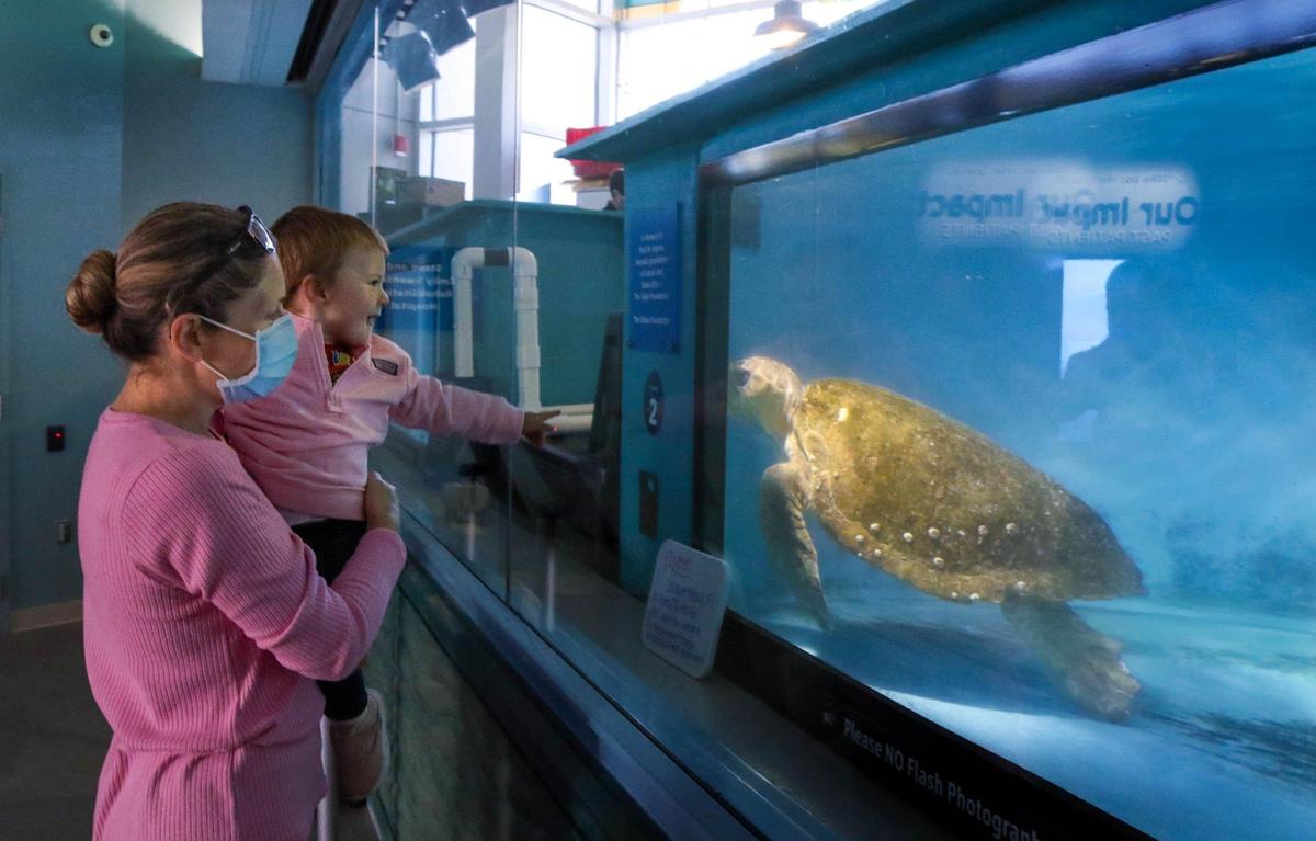Svetlana Varney and her daughter, Charlotte MirIabelle Varney react to tseeing Queen, a Sea Turtle, at the Sea Turtle Care Center at the South Carolina Aquarium in Charleston.