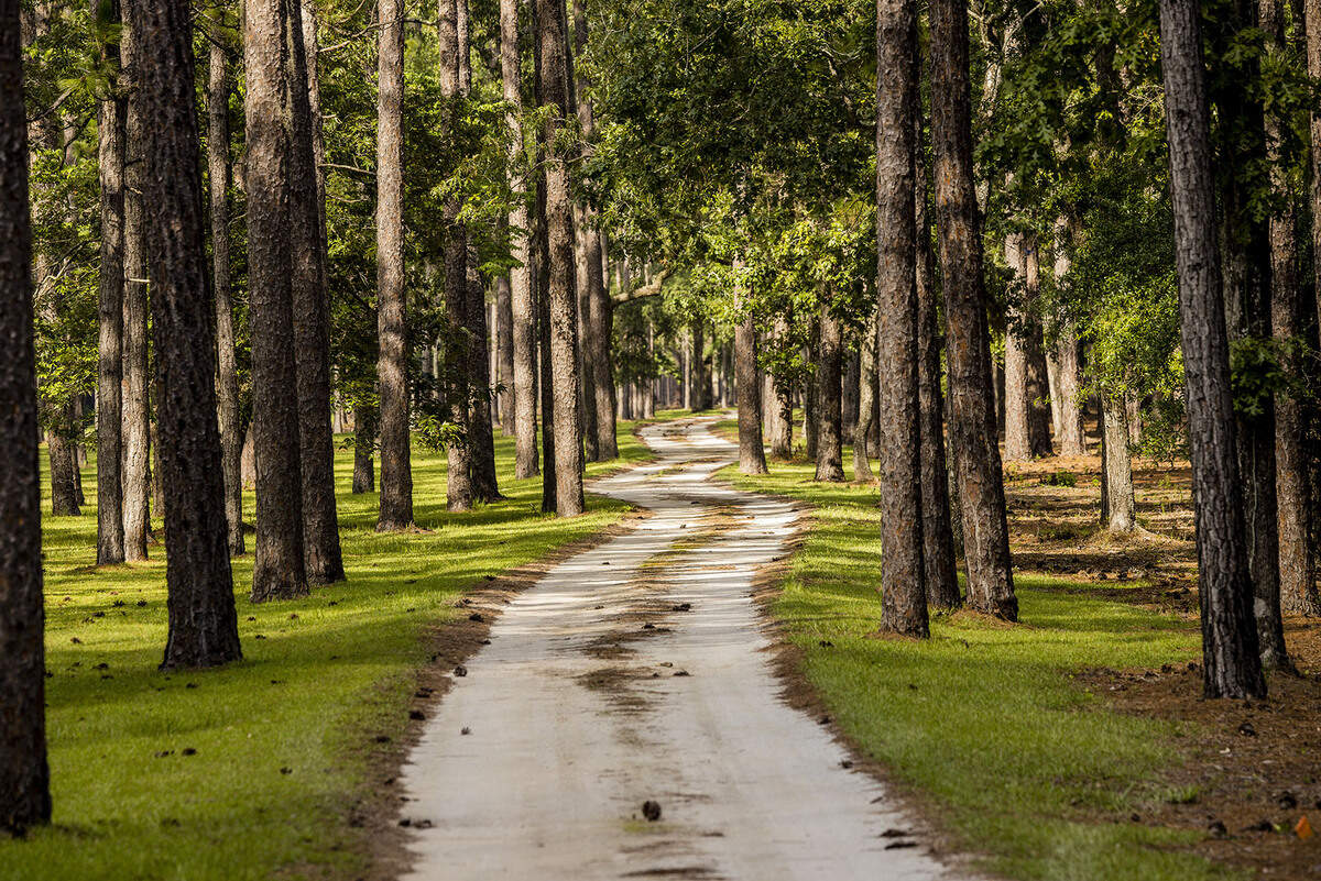 An image of a forested area on the Dover estate, up for sale for $14 million in Georgetown, South Carolina.