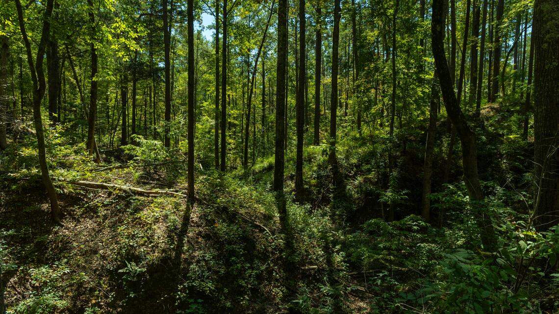 Trees grow near the Broad River and Clark’s Creek in Chester County’s Sumter National Forest, Thursday, September 18, 2025.
