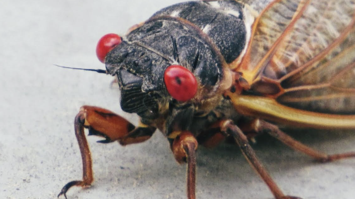 Cooked cicadas “taste like chicken,” according to a retired chef.