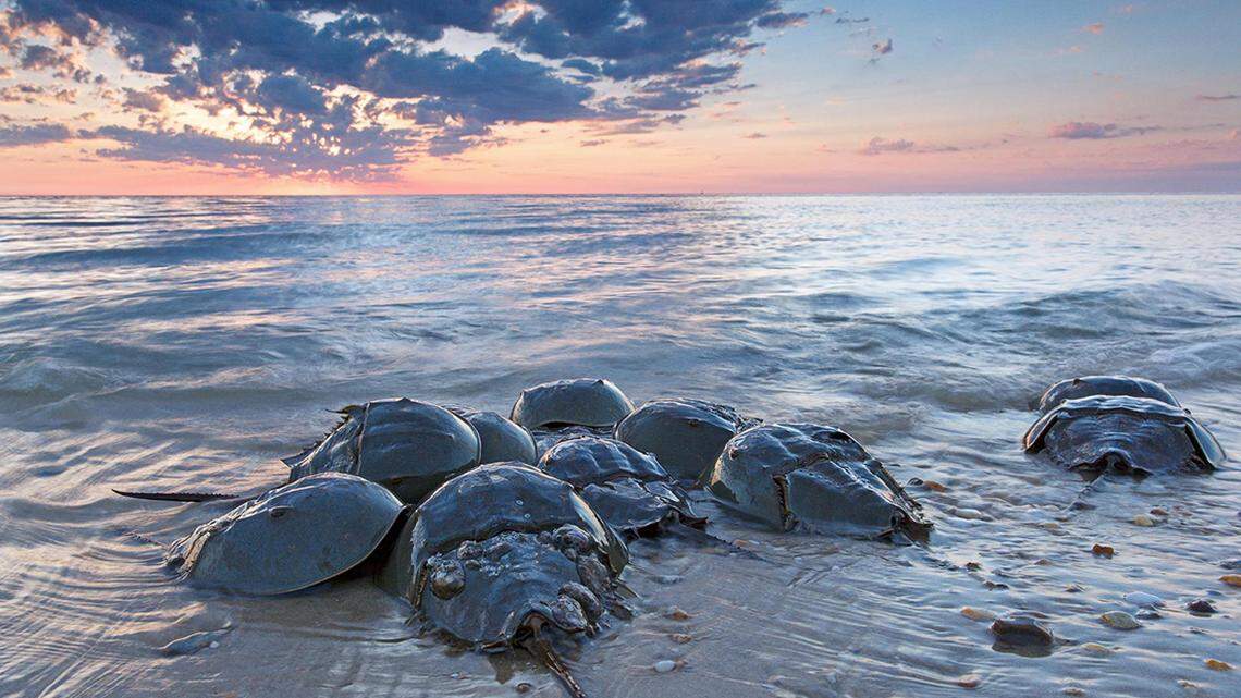 Vaccine testing is changing. Why is this $13B lab still bleeding SC horseshoe crabs?
