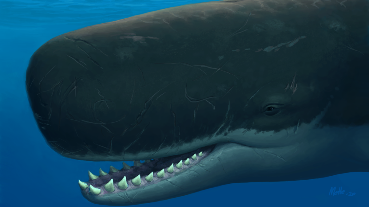 Sperm whales are the largest toothed whales in the world, reaching 45 tons and living for decades. Their populations were imperiled by historic whaling practices and they are still considered rare species.