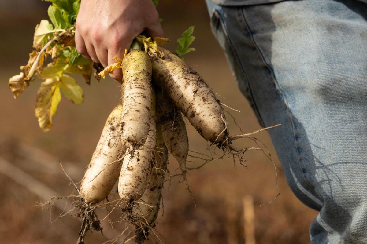 Jason Roland harvests Daikon radishes at his farm in Lexington, South Carolina on Wednesday, December 18, 2024.