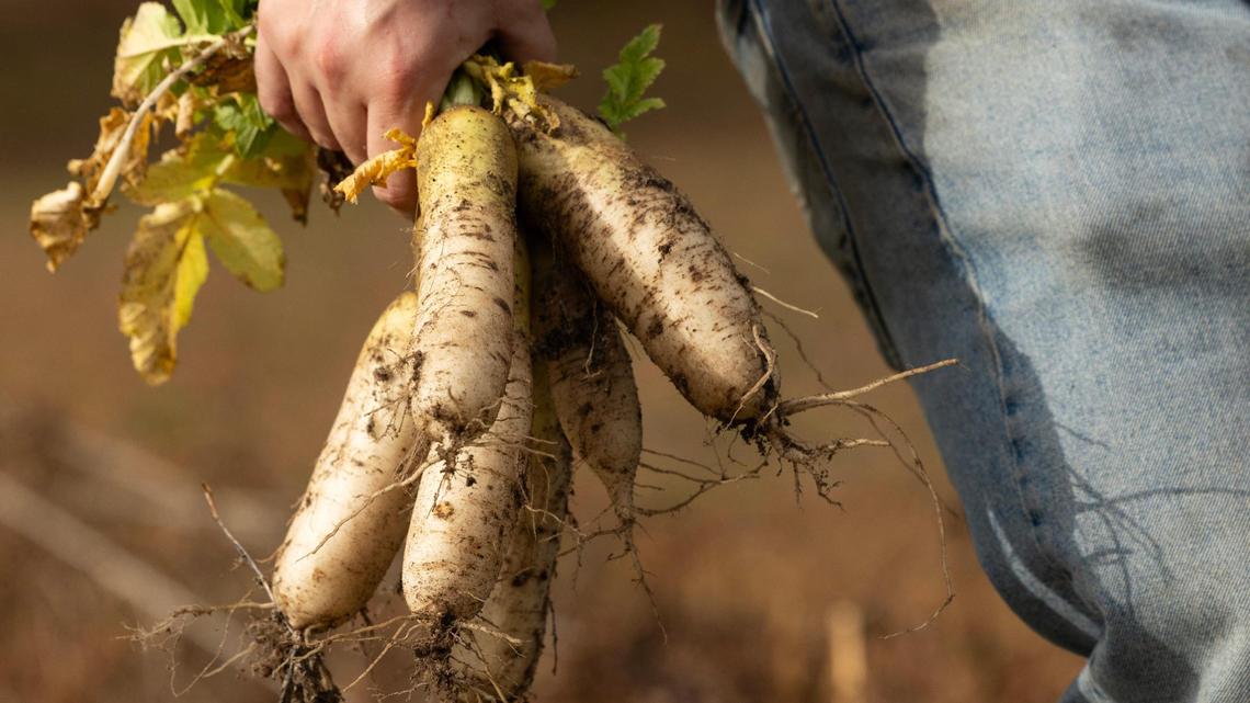 Cotton, poultry, melons, oh my! Lexington County’s biggest agriculture products