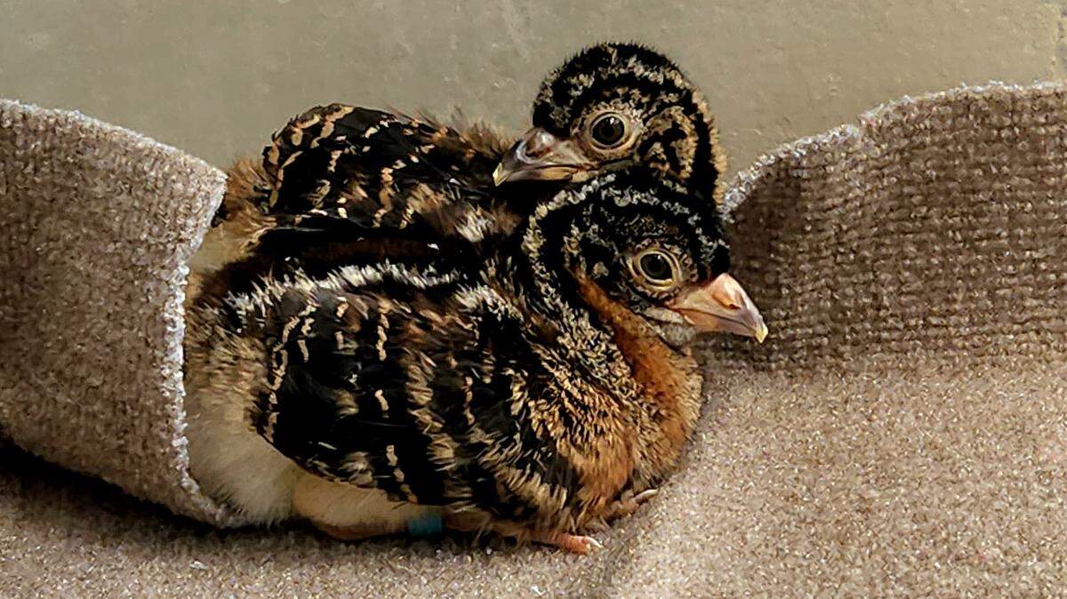 A pair of blue-billed currasows, a critically endangered species, have hatched at Columbia’s Riverbanks Zoo. It is the first time Riverbanks has had a currasow hatching.