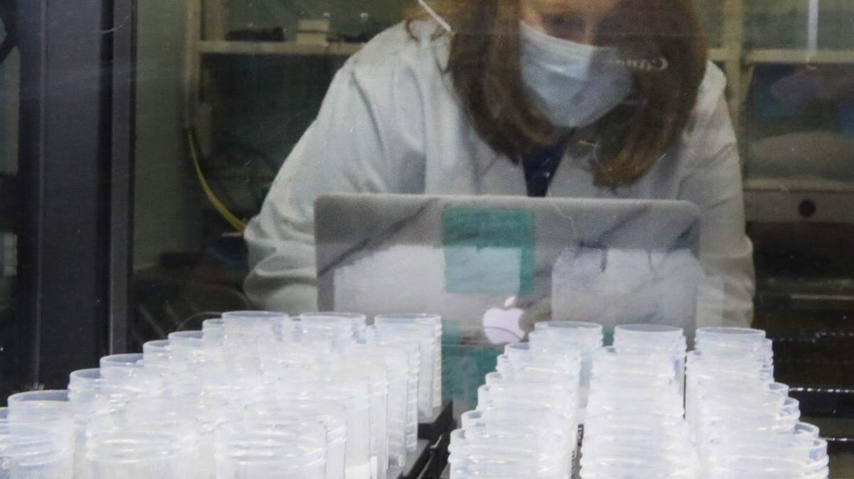 Carolyn Banister prepares saliva samples for testing at the USC College of Pharmacy. The university began researching saliva testing before the coronavirus was widespread in Columbia. 8/19/20
