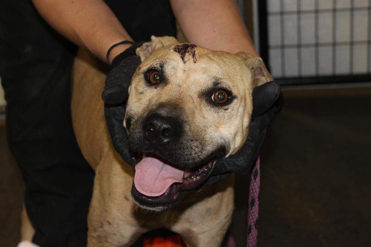 This pit bull was seized in 2017 during a raid that led to criminal charges against Santerrio Smith. Smith was found guilty of animal/dog fighting related charges Thursday.