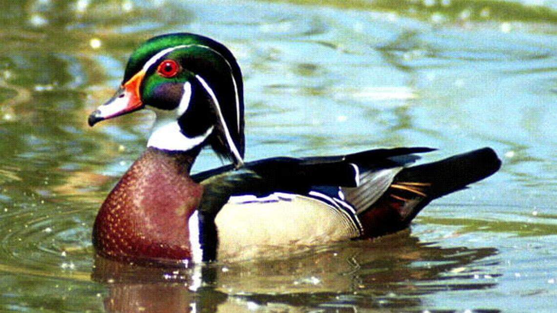The South Carolina Department of Natural Resources warned on Dec. 23, 2023, that Eurasian H5 avian influenza (HPAI) has been detected following die-offs of ducks in Clarendon, Colleton and Williamsburg counties.