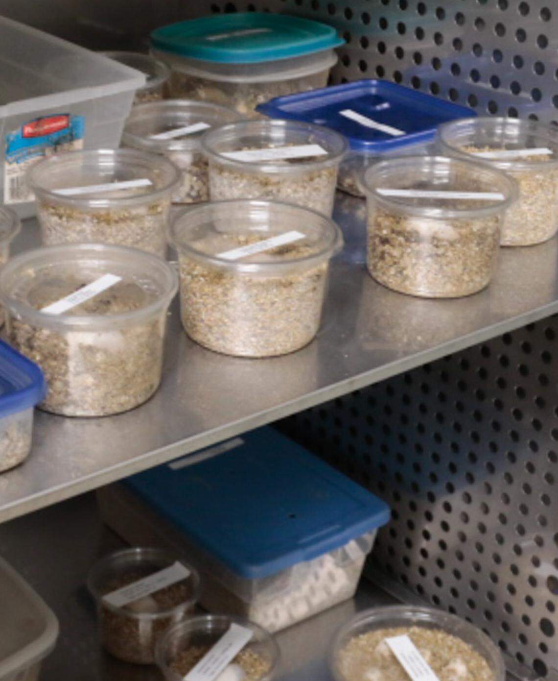 The Turtle Survival Center is breeding and raising turtles.