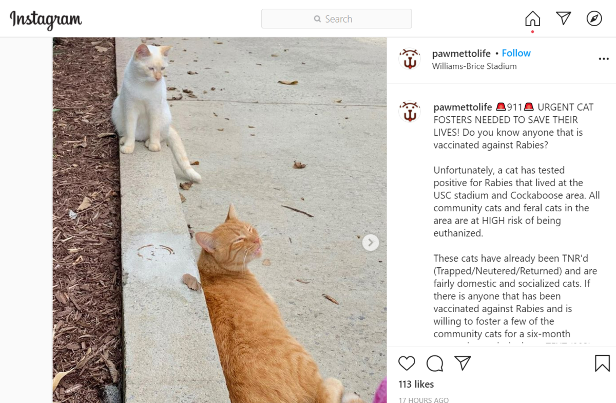 A Columbia animal shelter is asking for help fostering cats in an effort to keep them from being euthanized.