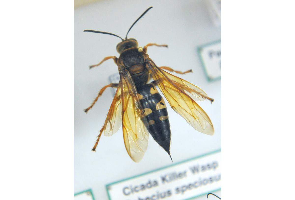 A cicada killer wasp collected by Manatee County's Parks and Natural Resources department.