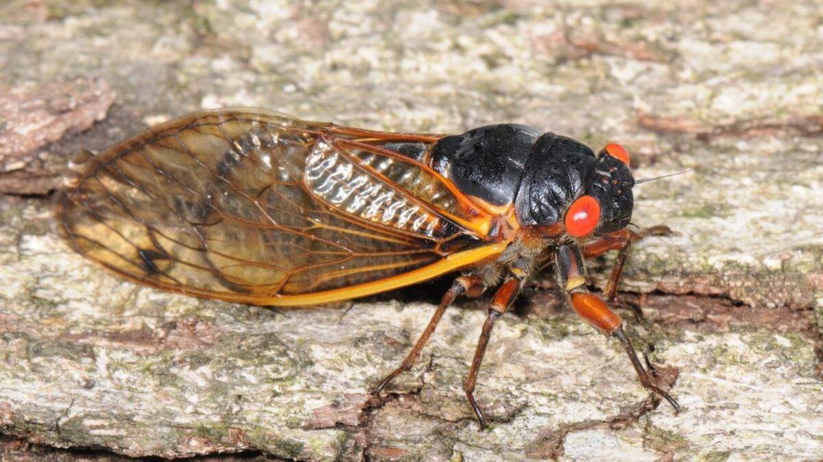 An adult periodical cicada