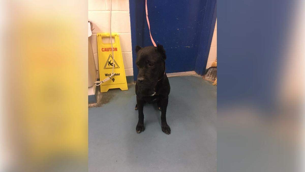Charlie, a Cane Corso, that was taken from her South Congaree home after a man was charged with ill treatment towards animals.