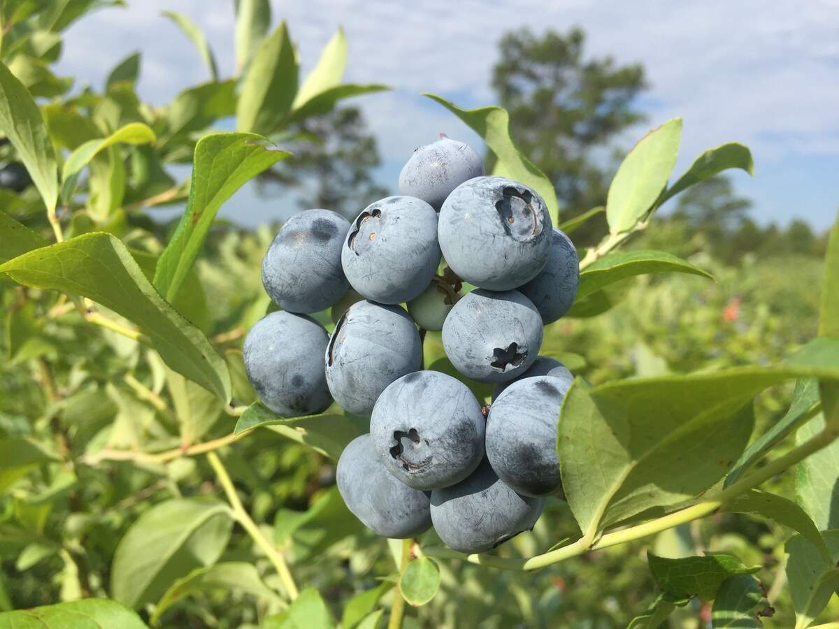 Blueberries from a bountiful 2016 crop at Berry Hill Farm.