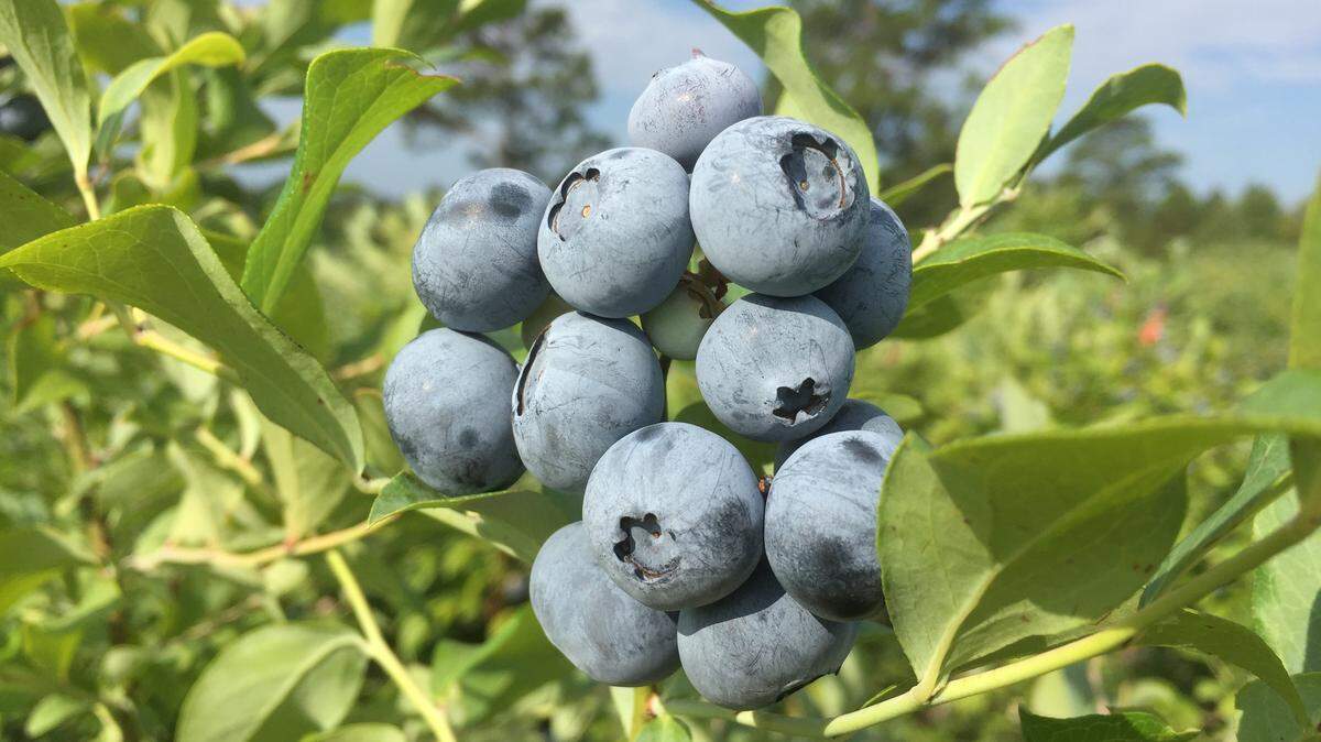 Blueberries from a bountiful 2016 crop at Berry Hill Farm.