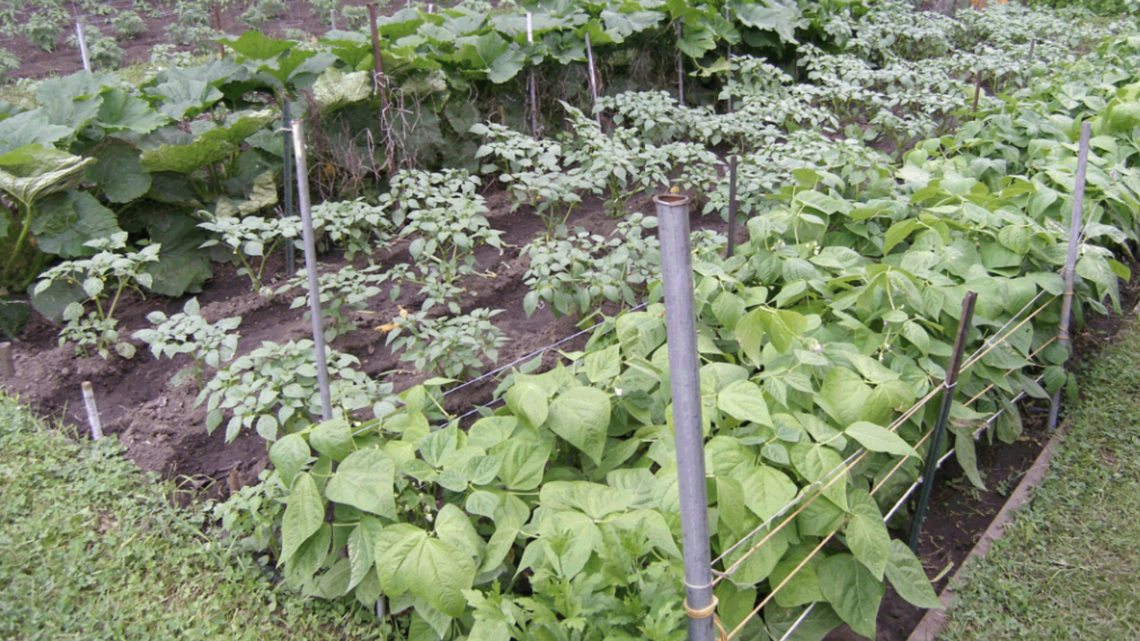Here is what you can still plant in SC to harvest in your vegetable garden by the summer