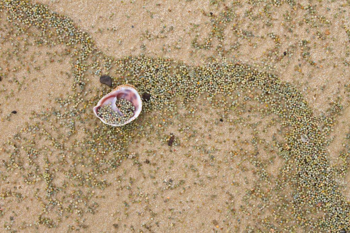 Horseshoe crab eggs glisten on a beach in Delaware Bay, New Jersey.
