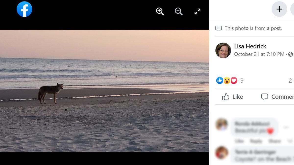 A Facebook user shared two photos to a Pawleys Island group of what appears to be a coyote at the South Carolina beach on October 21.