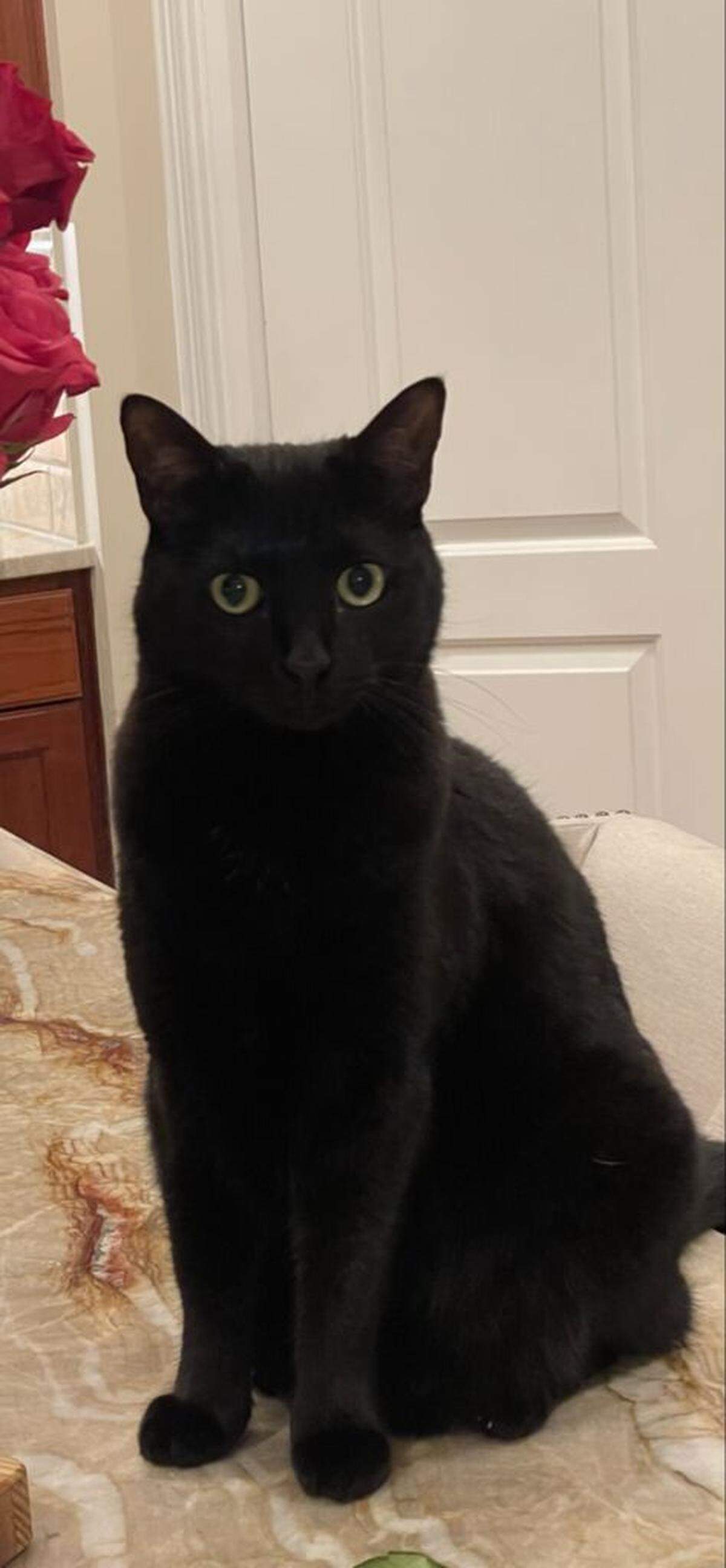 Jim Bowie’s cat, Cleo, went missing from the family’s Kings Grant neighborhood on Monday, May 1.