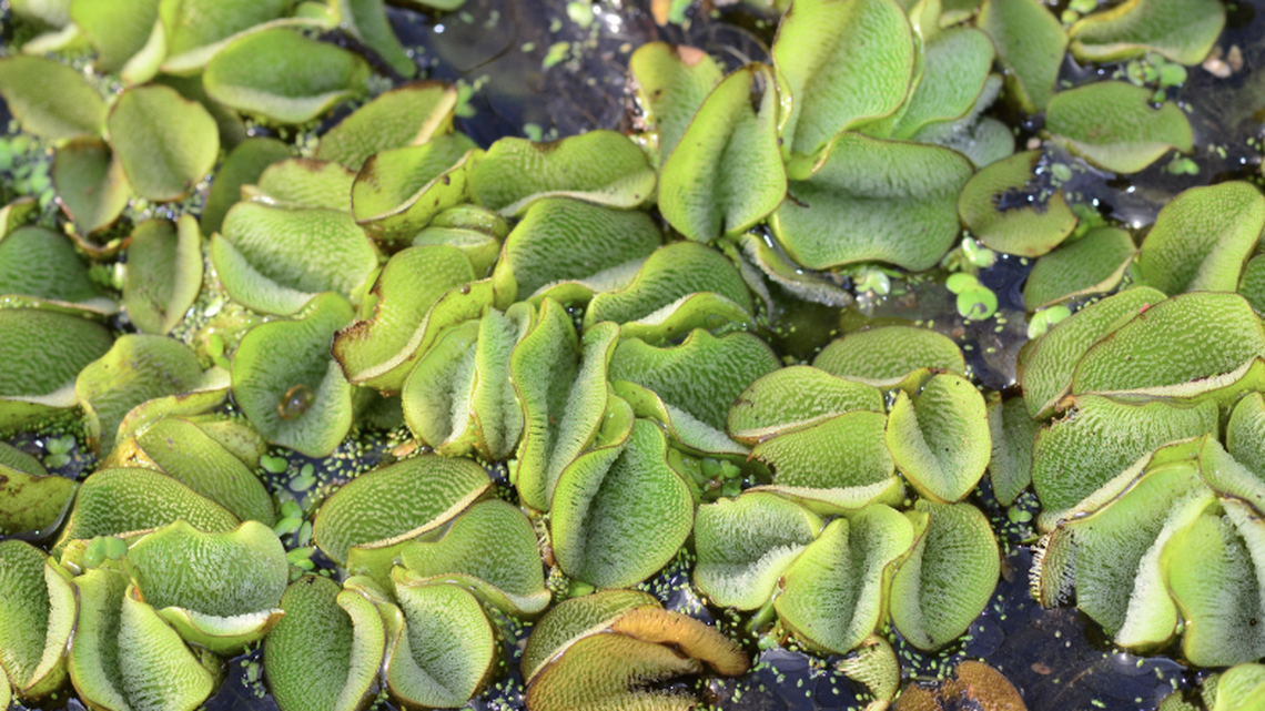 Left untreated, Giant Salvinia forms a 3-foot-thick mat on the top of lakes.
