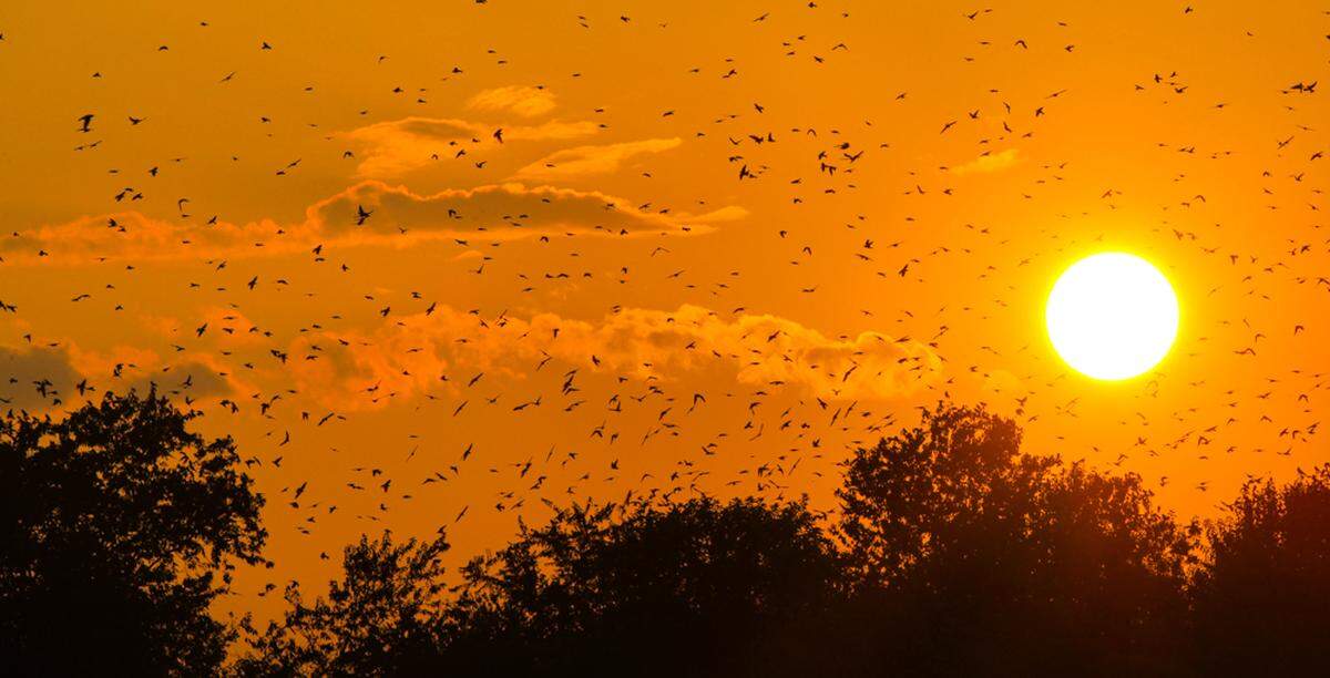 Purple martins return to their Bomb Island roosts at sunset on Lake Murray.
