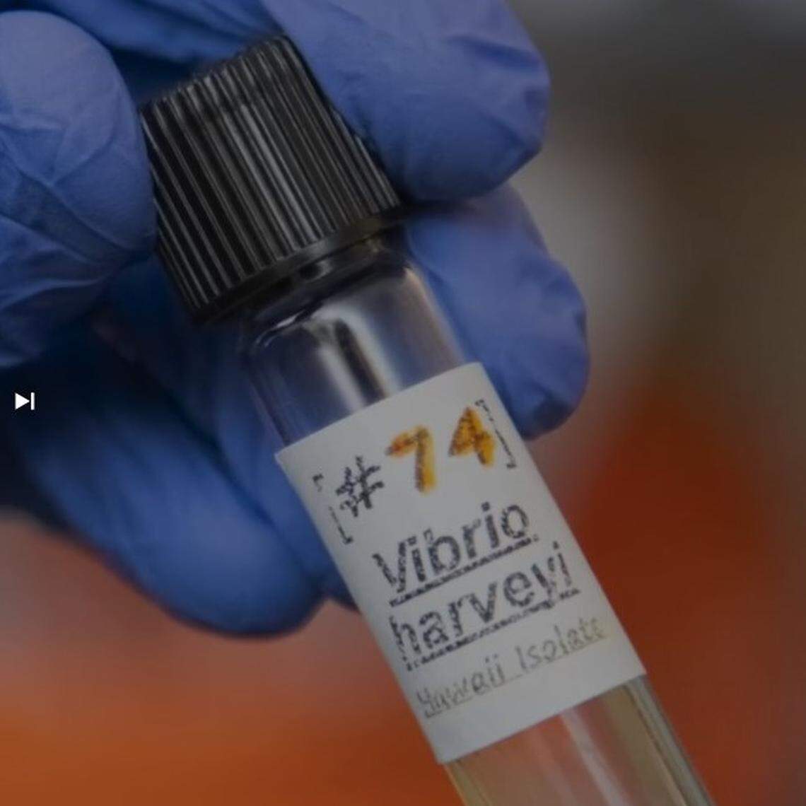 Vibrio is a toxic microbe that can infect shellfish and make people ill. It also can infect open wounds and strip flesh from people. It is found in warm brackish water and is expanding as the climate warms. Scientists have been studying the microbe in laboratories, like this one at the University of South Carolina.