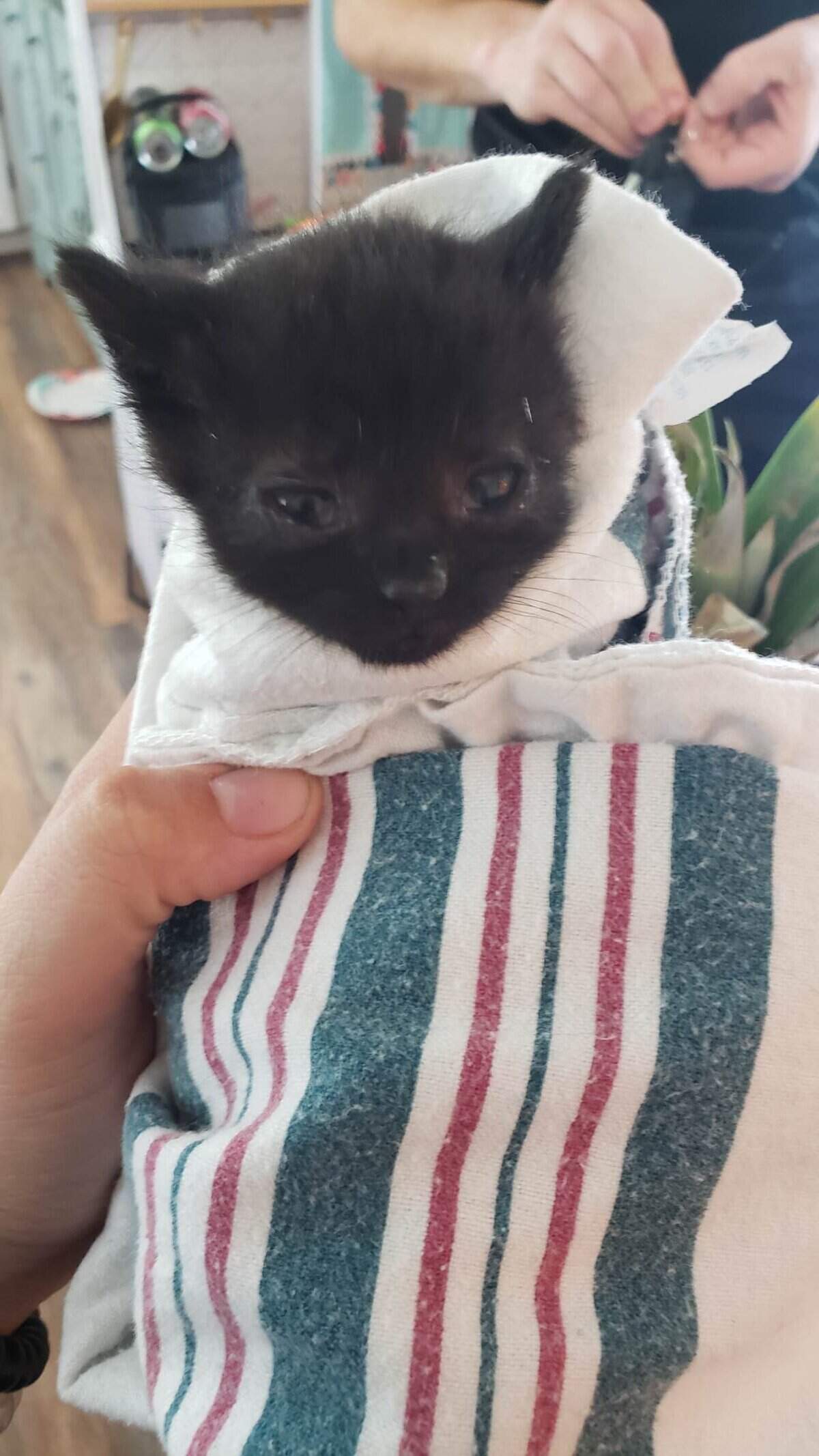 Twitch, a kitten rescued by the Richland County Sheriff’s Department, is doing great the sheriff’s department says.&nbsp;