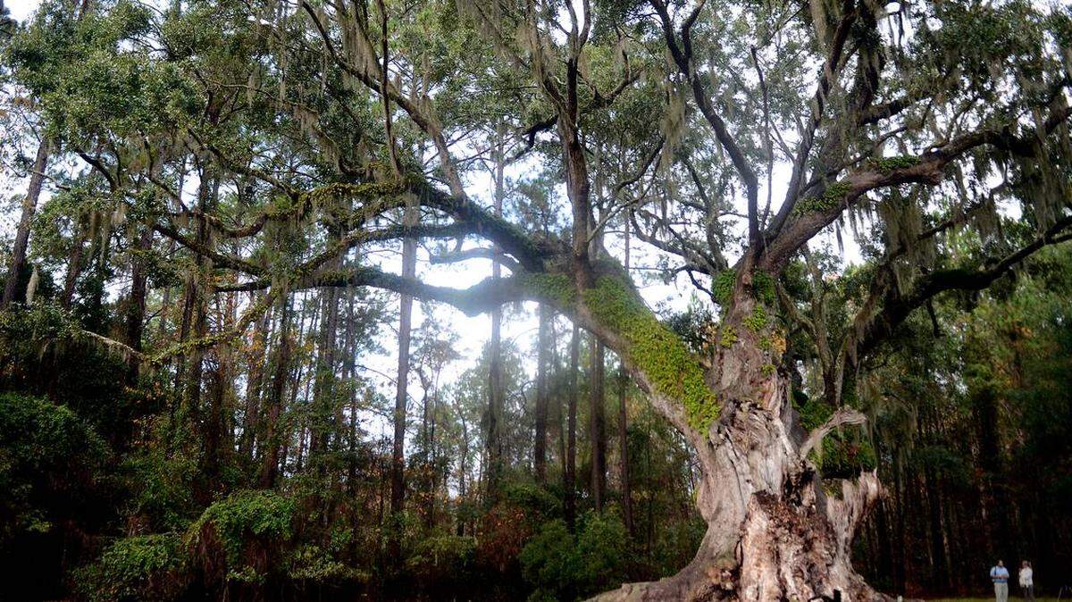 The Cherry Hill Plantation live oak in Port Royal dwarfs two people at a ceremony in 2013 when it was presented the state’s 2013 Heritage Tree Award by Trees SC. The tree is estimated to be 350 years old.