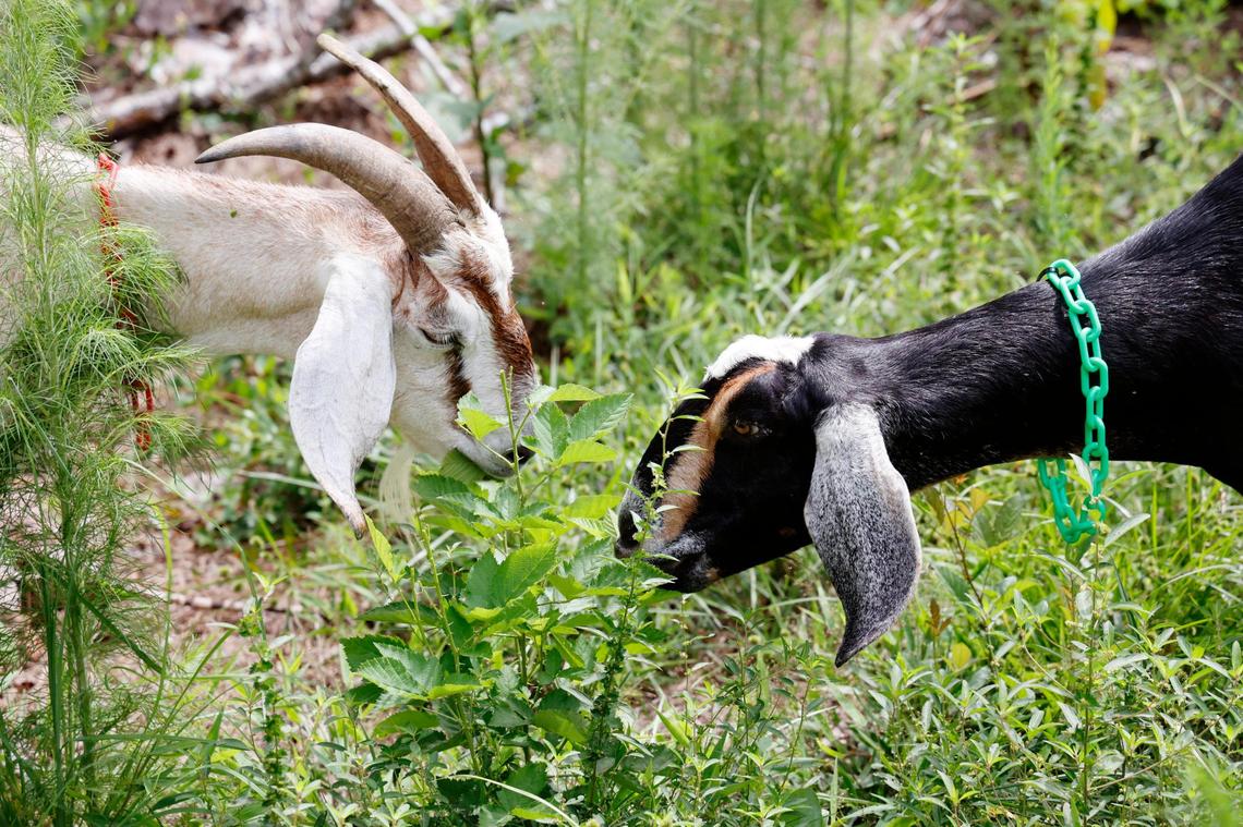 Goats clear overgrown plants and debris at a home in Gadsden, South Carolina on Thursday, July 27, 2023.