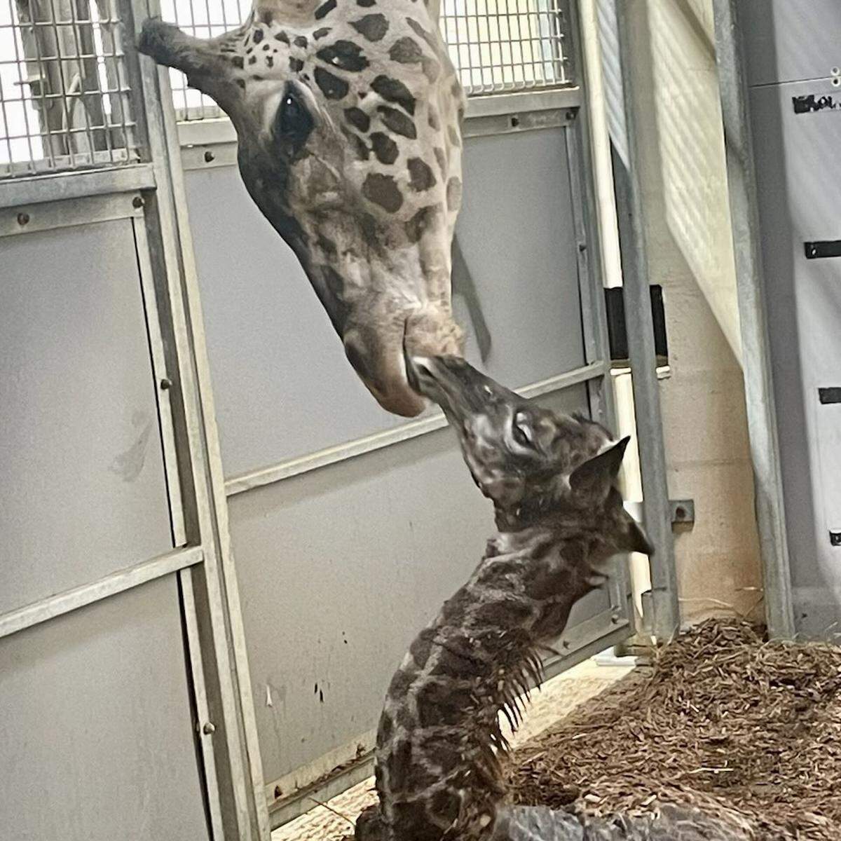 The Masai giraffe at the Greenville Zoo gave borth Sunday afteroon.